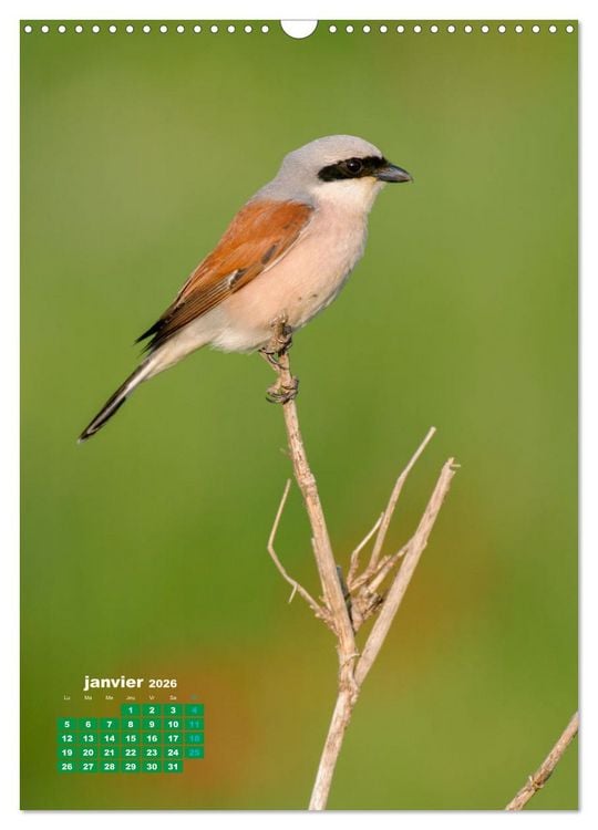 Produktbild: Lesbos l'&icirc;le aux oiseaux (Calendrier mural 2026 DIN A3 horizontal), CALVENDO calendrier mensuel