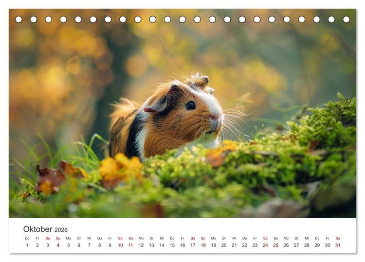 Produktbild: Wuschelbande - Ein Jahr voller Meerschweinchen (Tischkalender 2026 DIN A5 quer), CALVENDO Monatskalender