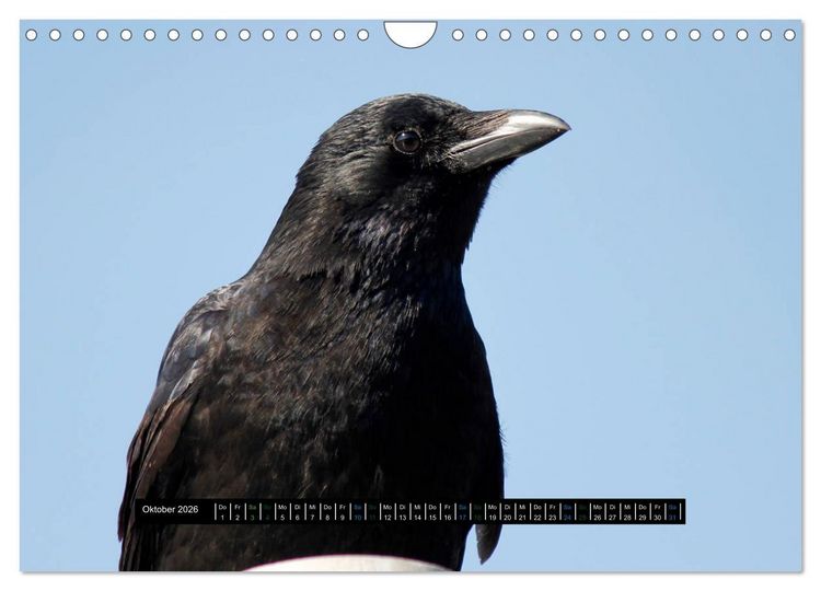 Produktbild: Rabenhafte Momente! (Wandkalender 2026 DIN A4 quer), CALVENDO Monatskalender
