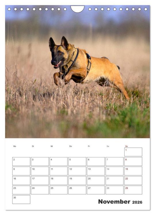 Produktbild: Malinois Power auf vier Pfoten (Wandkalender 2026 DIN A4 hoch), CALVENDO Monatskalender