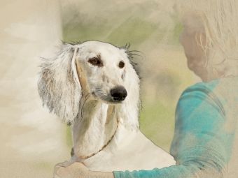 Produktbild: CALVENDO Puzzle Ein Motiv aus dem Kalender Saluki Portraits | 1000 Teile Lege-Gr&ouml;&szlig;e 64x48cm Foto-Puzzle f&uuml;r gl&uuml;ckliche Stunden