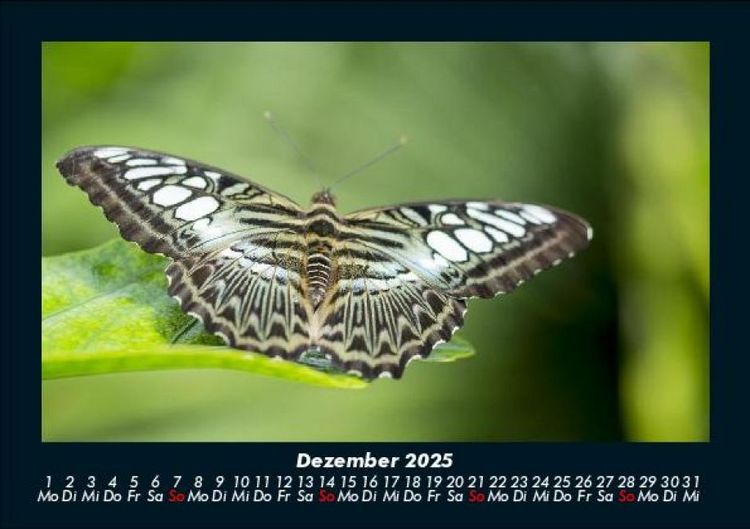 Produktbild: Bunte Pracht der Schmetterlinge 2025 Fotokalender DIN A5