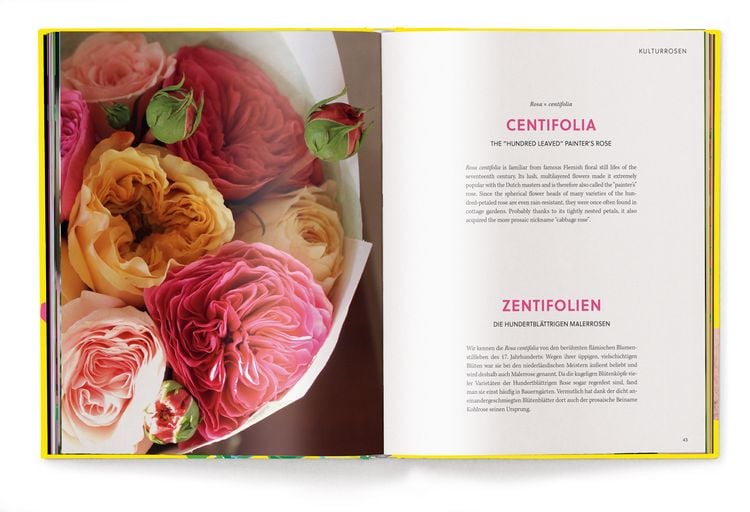 Produktbild: Floramour: Roses / Rosen