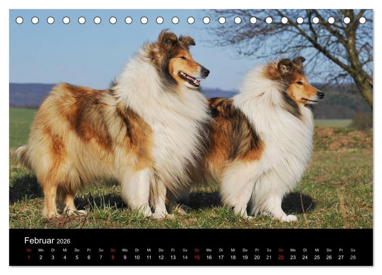 Produktbild: Faszination Collie 2026 (Tischkalender 2026 DIN A5 quer), CALVENDO Monatskalender