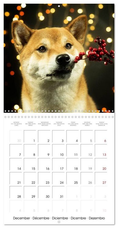Produktbild: Little Samurais - The Shiba Inu (Wall Calendar 2026 12 &times; 12 Inch) CALVENDO 12 Month Wall Calendar