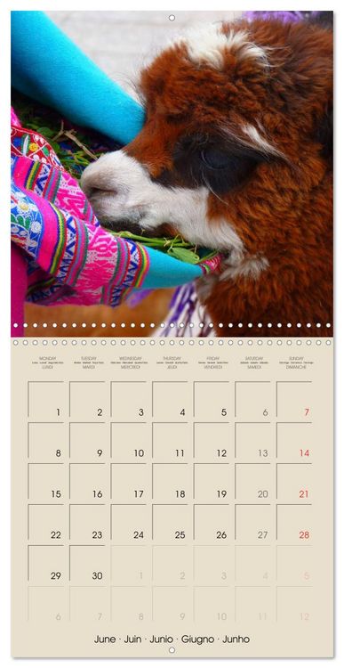 Produktbild: Alpacas & Llamas (Wall Calendar 2026 12 &times; 12 Inch) CALVENDO 12 Month Wall Calendar