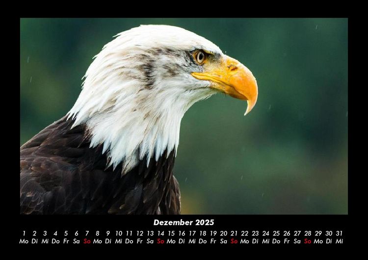 Produktbild: Vogelparadies 2025 Fotokalender DIN A3