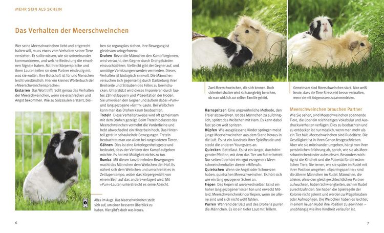 Produktbild: Meerschweinchen