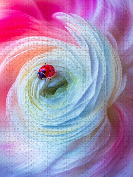 Produktbild: CALVENDO Puzzle Ranunkel Strudel | 2000 Teile Lege-Gr&ouml;&szlig;e 90x67cm Foto-Puzzle f&uuml;r gl&uuml;ckliche Stunden