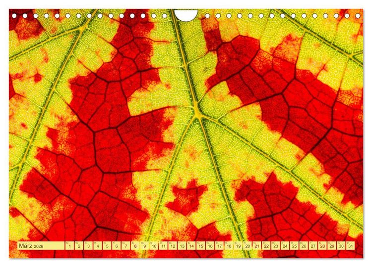 Produktbild: Farbenpr&auml;chtige Weinberge (Wandkalender 2026 DIN A4 quer), CALVENDO Monatskalender