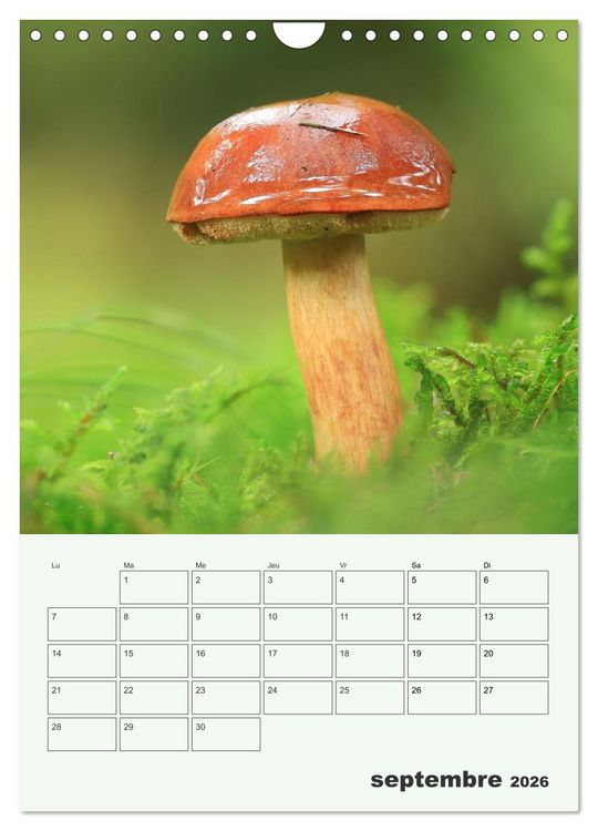Produktbild: Champignons magiques - Beaut&eacute;s &eacute;ph&eacute;m&egrave;res (Calendrier mural 2026 DIN A4 horizontal), CALVENDO calendrier mensuel