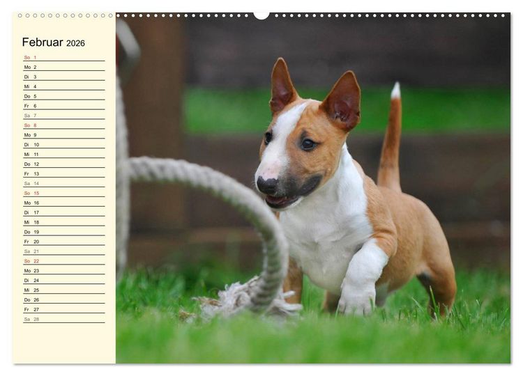 Produktbild: Bullterrier (hochwertiger Premium Wandkalender 2026 DIN A2 quer), Kunstdruck in Hochglanz