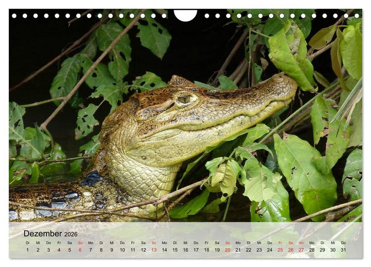 Produktbild: Gro&szlig;e Echsen. Krokodile und Alligatoren (Wandkalender 2026 DIN A4 quer), CALVENDO Monatskalender