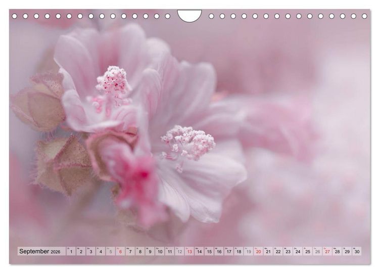 Produktbild: Farbenfroher Bl&uuml;tentraum (Wandkalender 2026 DIN A4 quer), CALVENDO Monatskalender