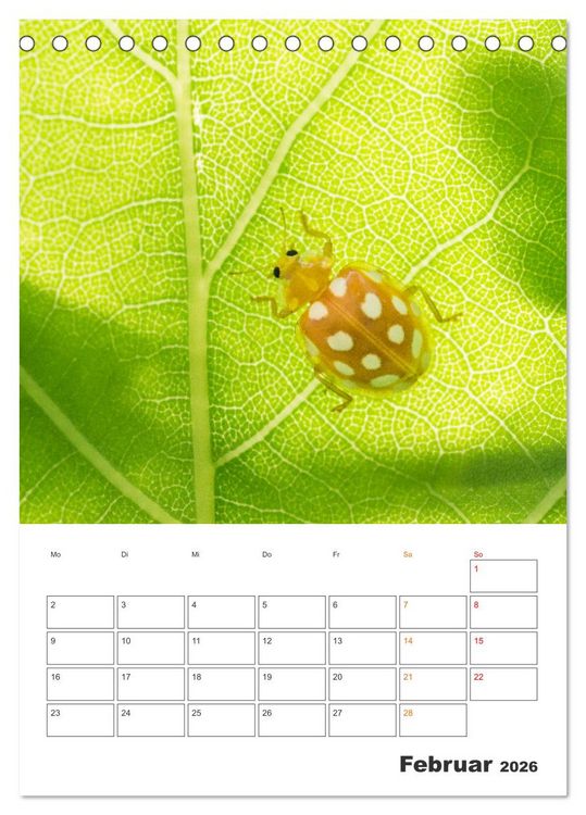 Produktbild: Kleines Gl&uuml;ck ganz gro&szlig;: Marienk&auml;fer! (Tischkalender 2026 DIN A5 hoch), CALVENDO Monatskalender