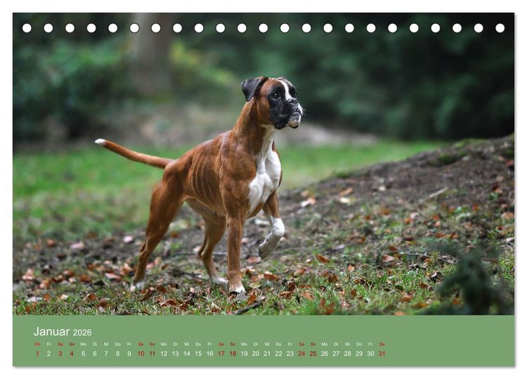 Produktbild: Fantastische Boxer - Sieger der Herzen (Tischkalender 2026 DIN A5 quer), CALVENDO Monatskalender