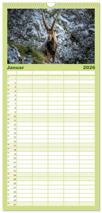 Produktbild: Familienplaner 2026 - Steinb&ouml;cke - Majest&auml;tische Tiere der Alpen mit 5 Spalten (Wandkalender, 21 x 45 cm) CALVENDO