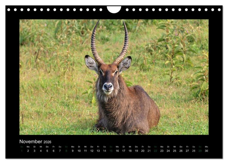 Produktbild: Wilde Tiere Afrikas (Wandkalender 2026 DIN A4 quer), CALVENDO Monatskalender