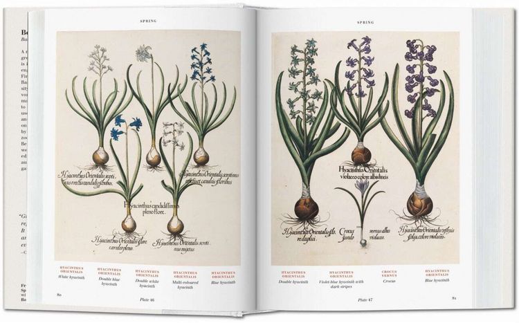 Produktbild: Basilius Besler. L'Herbier. Hortus Eystettensis