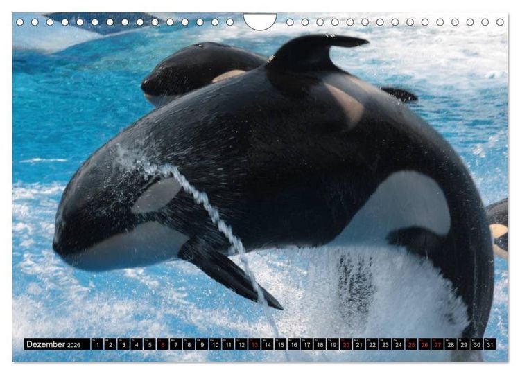 Produktbild: Wale - Kolosse der Meere (Wandkalender 2026 DIN A4 quer), CALVENDO Monatskalender