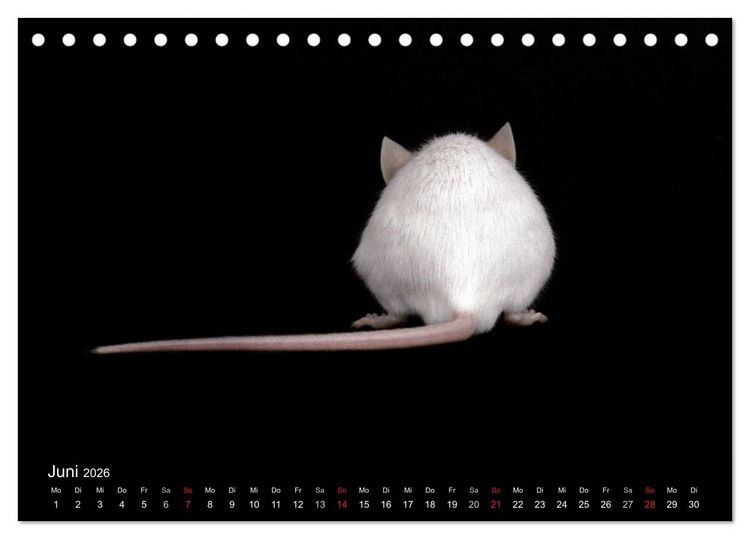 Produktbild: S&uuml;&szlig;e M&auml;use und Coole Ratten (Tischkalender 2026 DIN A5 quer), CALVENDO Monatskalender