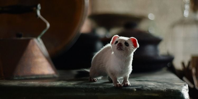 Produktbild: His Dark Materials: Staffel 2 - Neue Welten warten [2 BRs]