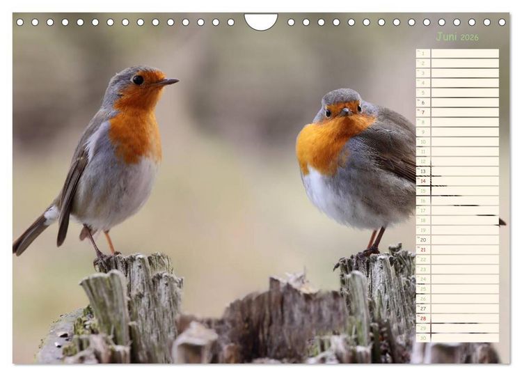 Produktbild: Gefiederte Sch&ouml;nheiten - Das Rotkehlchen / Planer (Wandkalender 2026 DIN A4 quer), CALVENDO Monatskalender