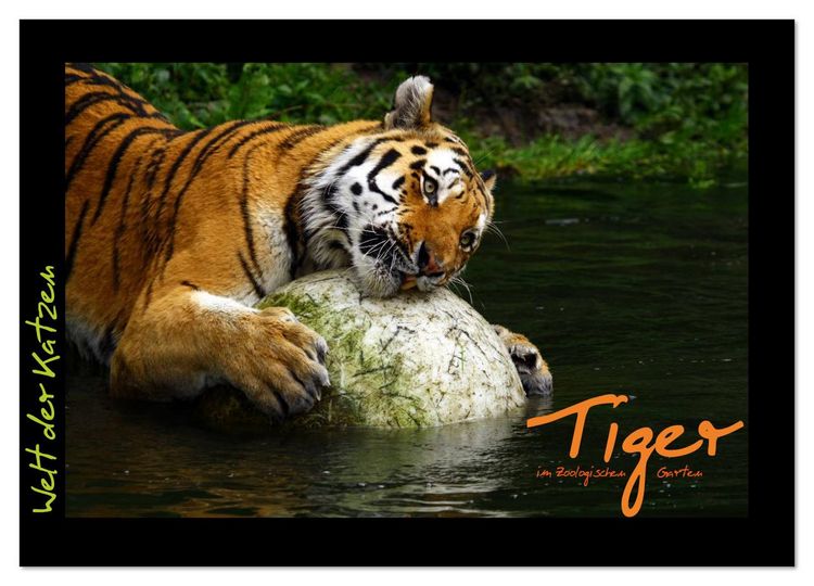 Produktbild: Welt der Katzen - Tiger (Wandkalender 2026 DIN A4 quer), CALVENDO Monatskalender