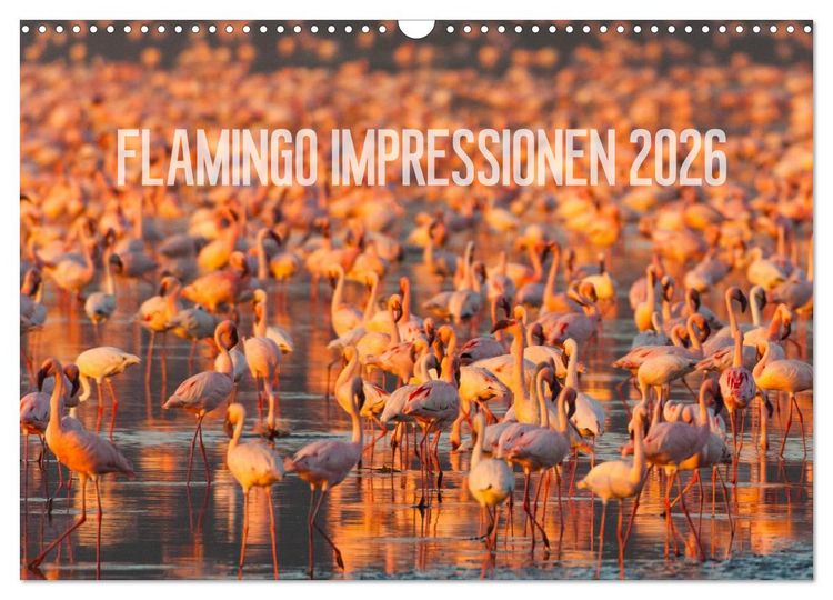 Produktbild: Flamingo Impressionen 2026 (Wandkalender 2026 DIN A3 quer), CALVENDO Monatskalender
