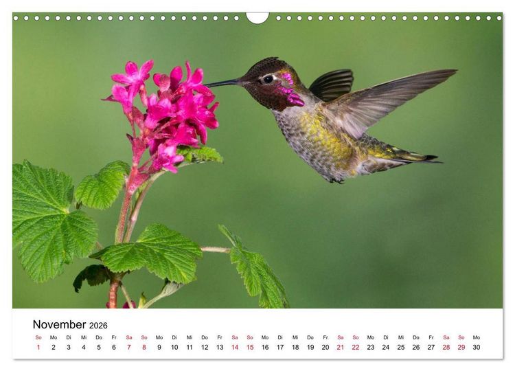 Produktbild: Kolibris - Juwelen der L&uuml;fte (Wandkalender 2026 DIN A3 quer), CALVENDO Monatskalender