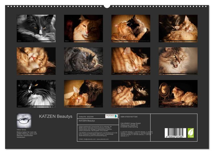 Produktbild: KATZEN Beautys (hochwertiger Premium Wandkalender 2026 DIN A2 quer), Kunstdruck in Hochglanz