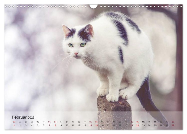 Produktbild: Katzen 2026 Bezaubernde Samtpfoten (Wandkalender 2026 DIN A3 quer), CALVENDO Monatskalender