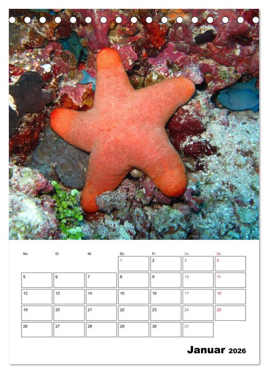Produktbild: Zauberwelt. Fische, Korallen und Co. (Tischkalender 2026 DIN A5 hoch), CALVENDO Monatskalender