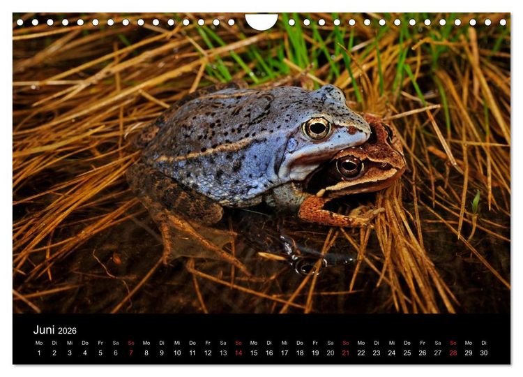 Produktbild: Fr&ouml;sche (Wandkalender 2026 DIN A4 quer), CALVENDO Monatskalender