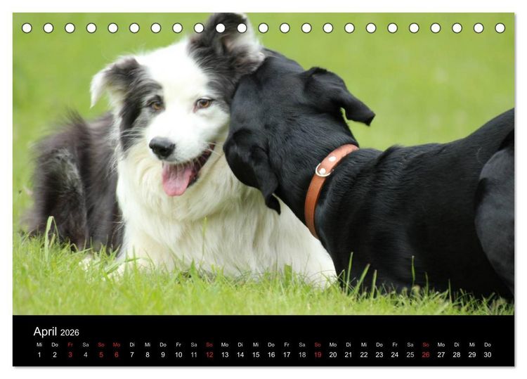 Produktbild: Der schwarze Hund und seine Freunde (Tischkalender 2026 DIN A5 quer), CALVENDO Monatskalender