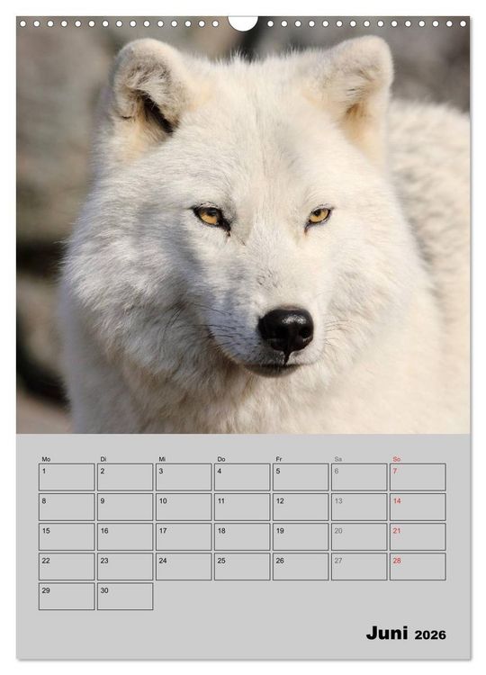 Produktbild: Wolf-Gesichter (Wandkalender 2026 DIN A3 hoch), CALVENDO Monatskalender
