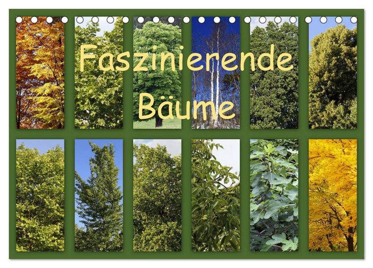 Produktbild: Faszinierende B&auml;ume (Tischkalender 2026 DIN A5 quer), CALVENDO Monatskalender