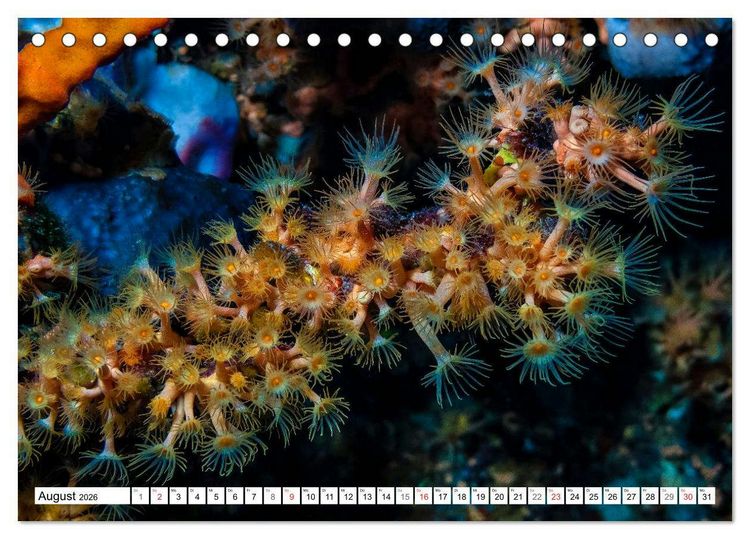 Produktbild: Tauchen im Mittelmeer (Tischkalender 2026 DIN A5 quer), CALVENDO Monatskalender