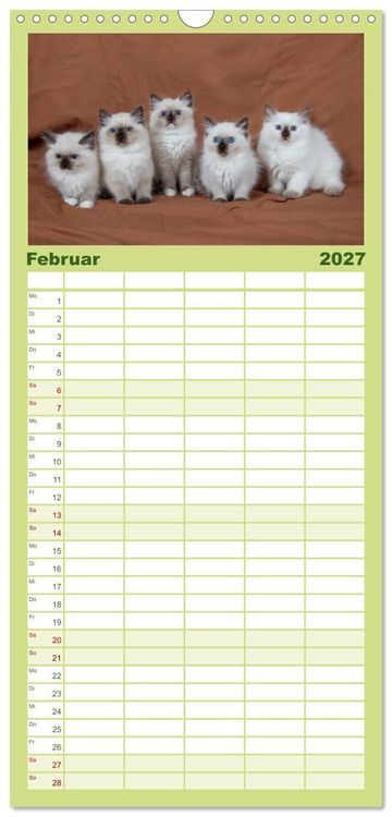 Produktbild: Familienplaner 2027 - Ragdoll Kitten mit 5 Spalten (Wandkalender, 21 x 45 cm) CALVENDO