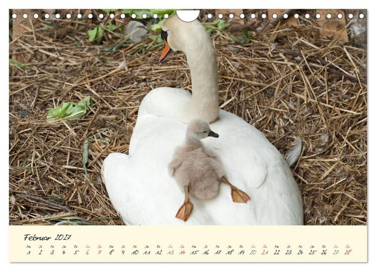 Produktbild: Vom K&uuml;ken zum stolzen Schwan (Wandkalender 2027 DIN A4 quer), CALVENDO Monatskalender