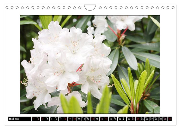 Produktbild: Charmantes fleurs blanches (Calendrier mural 2026 DIN A4 vertical), CALVENDO calendrier mensuel
