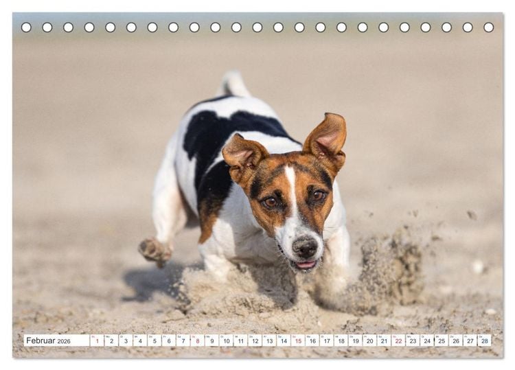 Produktbild: Jack Russell - Klein, aber oho! (Tischkalender 2026 DIN A5 quer), CALVENDO Monatskalender