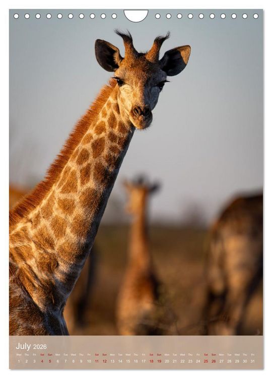 Produktbild: Giraffe Tales (Wall Calendar 2026 DIN A4 portrait), CALVENDO 12 Month Wall Calendar
