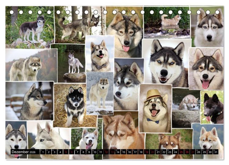 Produktbild: Faszination Husky (Tischkalender 2026 DIN A5 quer), CALVENDO Monatskalender