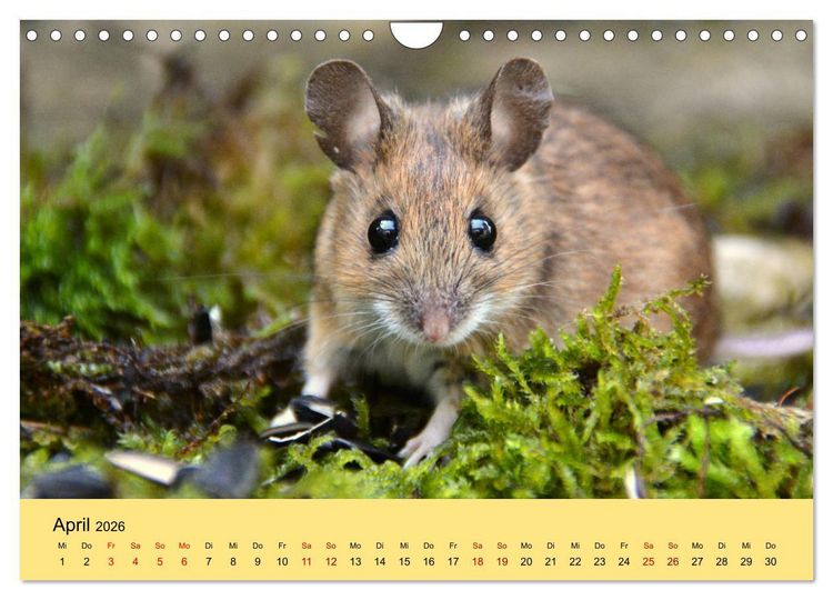 Produktbild: ... hier kommt die Maus ... (Wandkalender 2026 DIN A4 quer), CALVENDO Monatskalender
