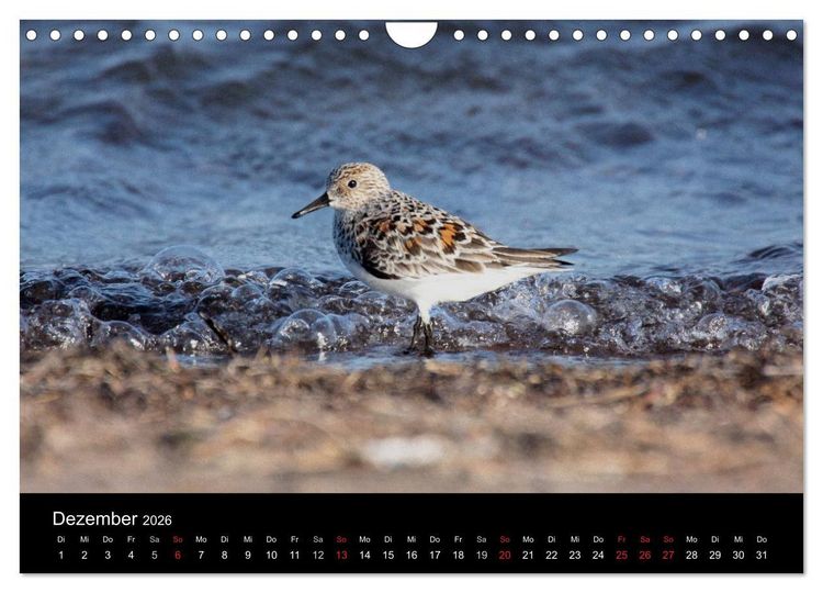 Produktbild: Limikolen Watv&ouml;gel auf dem Zug (Wandkalender 2026 DIN A4 quer), CALVENDO Monatskalender