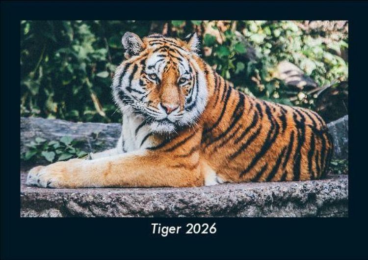 Produktbild: Tiger 2026 Fotokalender DIN A5