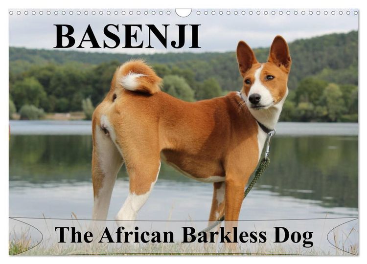 Produktbild: Basenji the African Barkless Dog (Wall Calendar 2027 DIN A3 landscape), CALVENDO 12 Month Wall Calendar