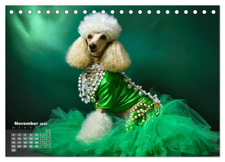 Produktbild: Kleine Hunde - Gro&szlig;e Diven (Tischkalender 2026 DIN A5 quer), CALVENDO Monatskalender