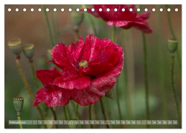 Produktbild: Mohn (Tischkalender 2026 DIN A5 quer), CALVENDO Monatskalender